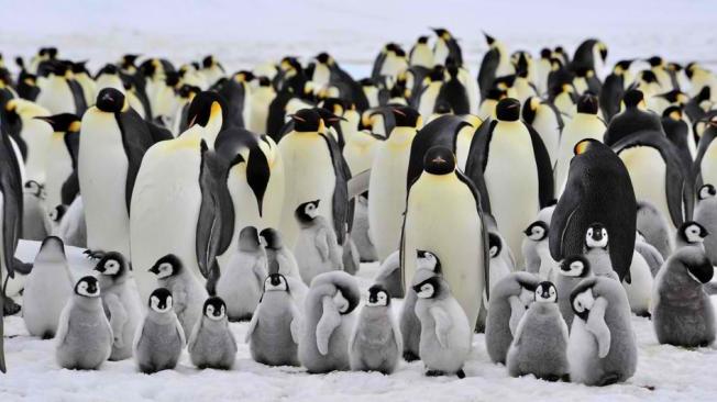 emperor-penguin-colony.jpg.adapt.945.1